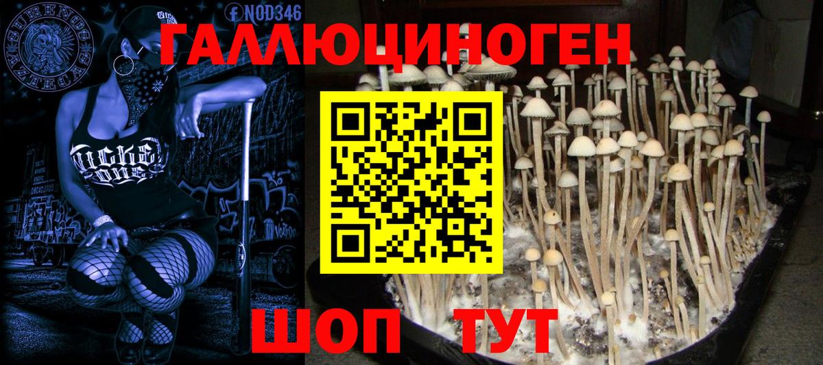 Галлюциногенные грибы Psilocybine cubensis Алатырь